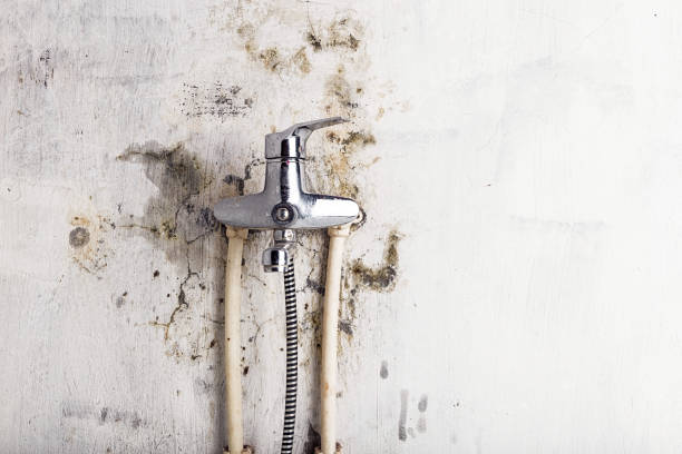 Best Toxic Mold Removal  in Westmorland, CA