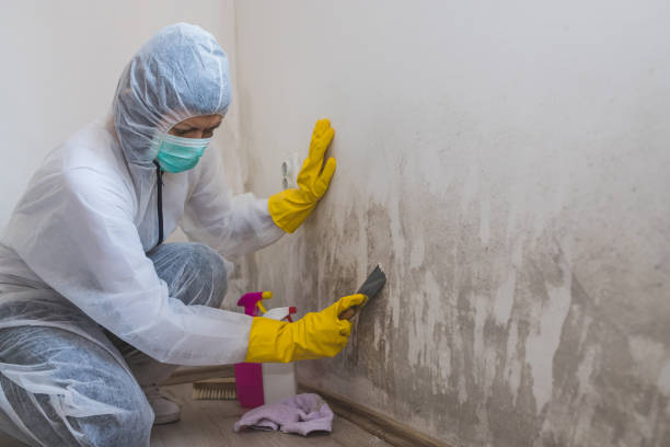 Best Residential Mold Removal  in Westmorland, CA