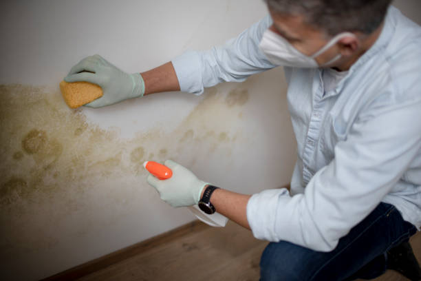 Reliable Westmorland, CA Mold Removal Solutions
