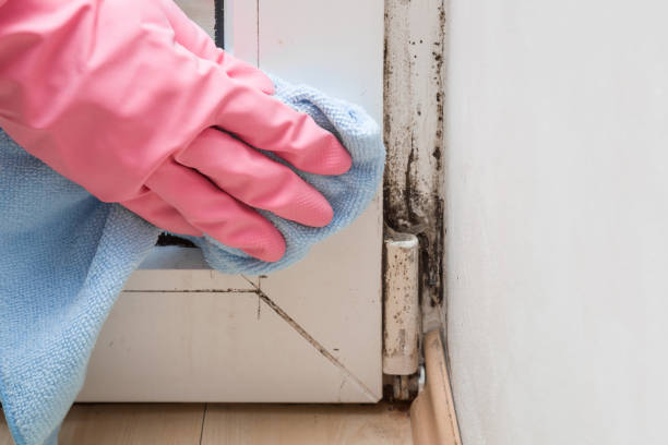 Best Mold Testing  in Westmorland, CA